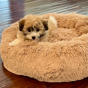 Teddy (formerly Grant), a Havanese puppy from New Martinsville, WV Teddy (formerly Grant), a Havanese puppy from New Martinsville, WV