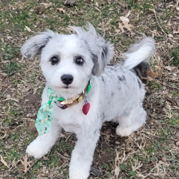 ASHTON, a Aussiechon puppy from Clark NJ