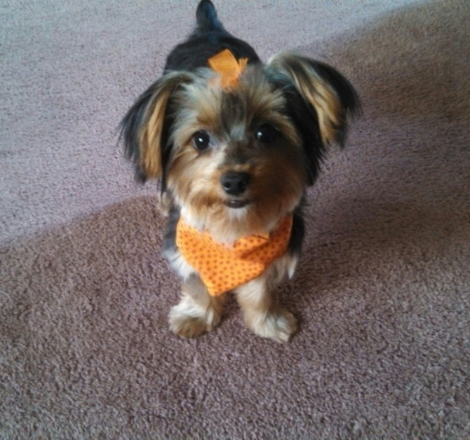 Bella (7 mos old) - Yorkshire Terrier Puppy For Sale Premier Pups Bella (7 mos old) - Yorkshire Terrier Puppy For Sale Premier Pups
