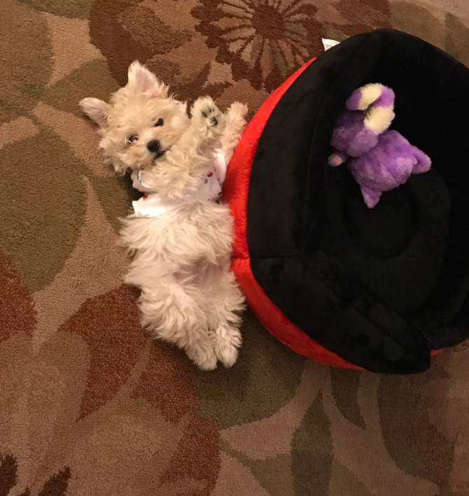 Connor (Tobias) - Maltipoo Puppy For Sale Premier Pups Connor (Tobias) - Maltipoo Puppy For Sale Premier Pups