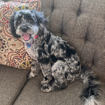 Patagonia, a Cockapoo puppy from Fresno