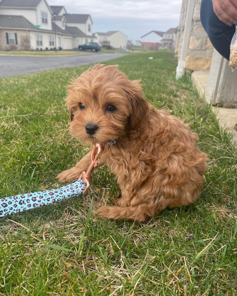 Energetic Cavoodle Poodle Mix Pup