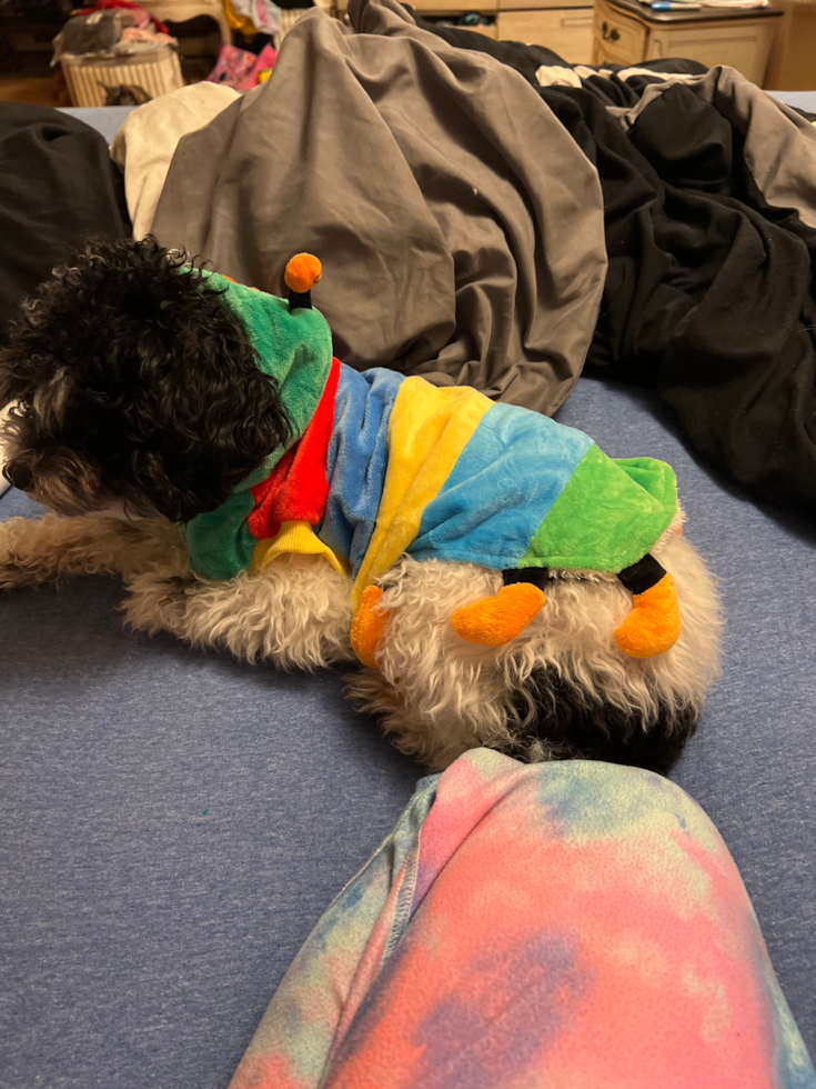 Funny Poodle Purebred Pup