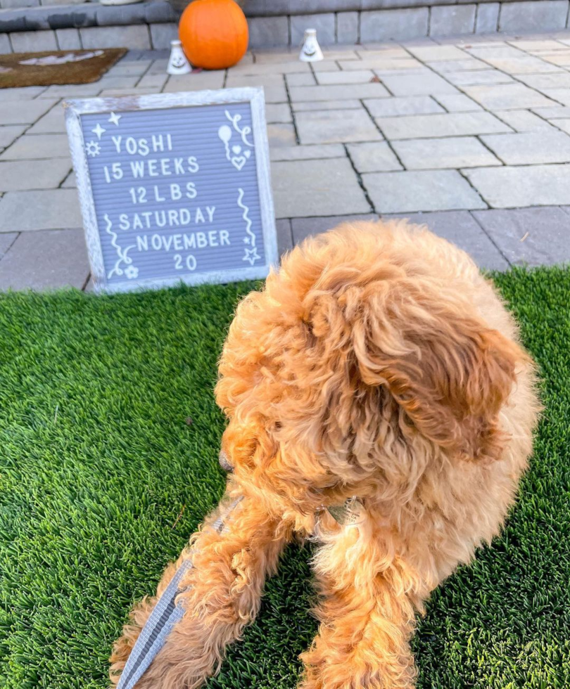 Dublin Mini Goldendoodle Pup