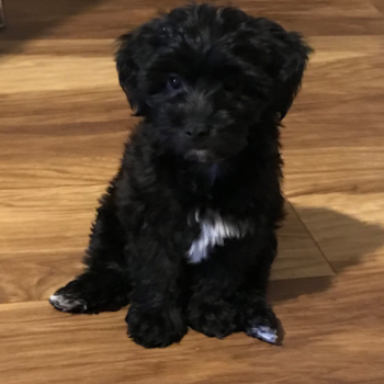 Jake (Wade), a Yorkie Poo puppy from Ft Pierce Fl Jake (Wade), a Yorkie Poo puppy from Ft Pierce Fl