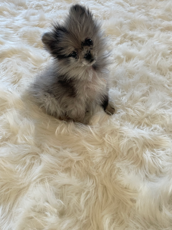 Pomeranian Pup