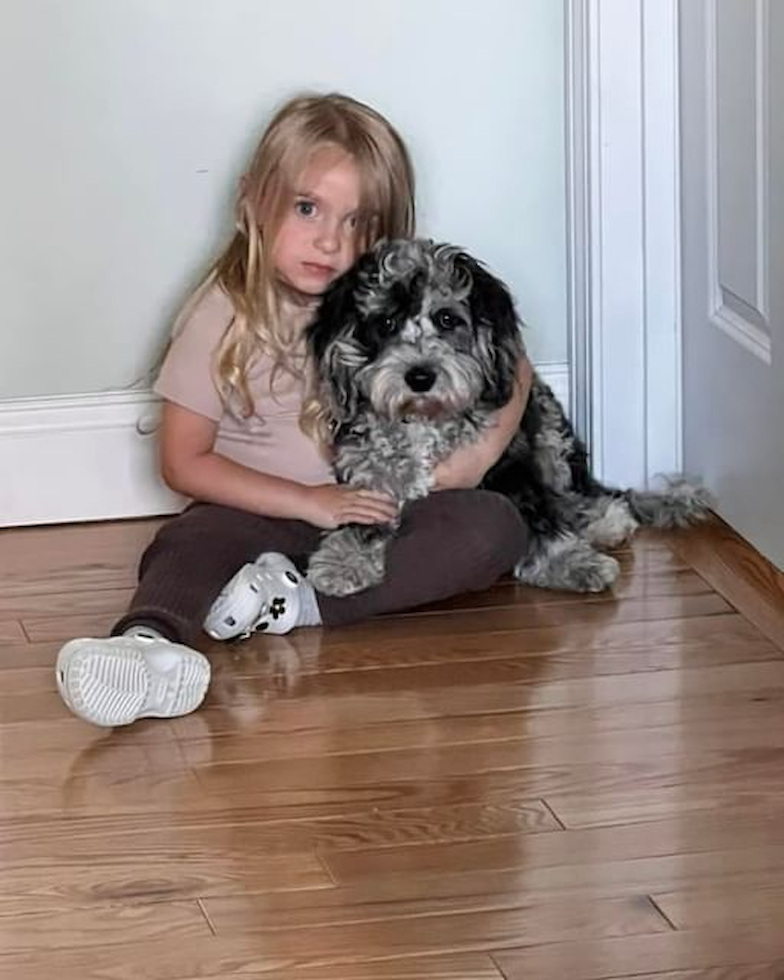Friendly Cavapoo Pup in Plymouth MA