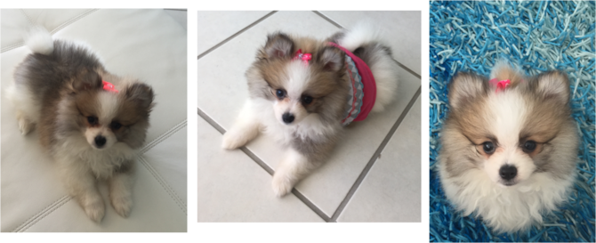Lyah (Miss Tiff) - Pomeranian Puppy For Sale Premier Pups Lyah (Miss Tiff) - Pomeranian Puppy For Sale Premier Pups