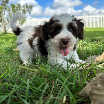 Small Havapoo Pup