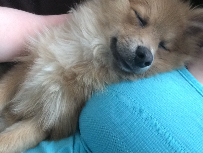 Hercules aka Ted - Pomeranian Puppy For Sale Premier Pups Hercules aka Ted - Pomeranian Puppy For Sale Premier Pups