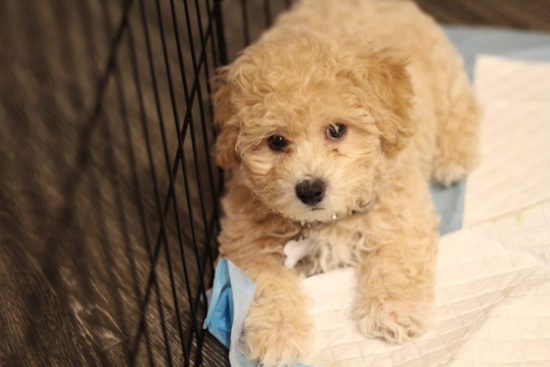 Maltipoo Being Cute