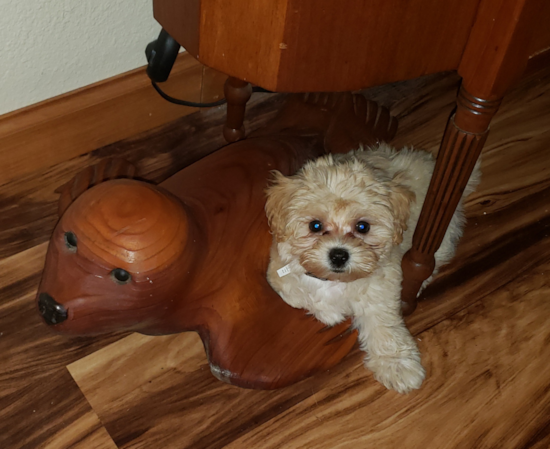 Sweet Maltipoo Pup in Fairfax VA