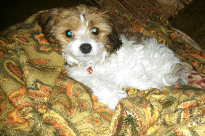 Carly - Cavachon Puppy For Sale Premier Pups Carly - Cavachon Puppy For Sale Premier Pups