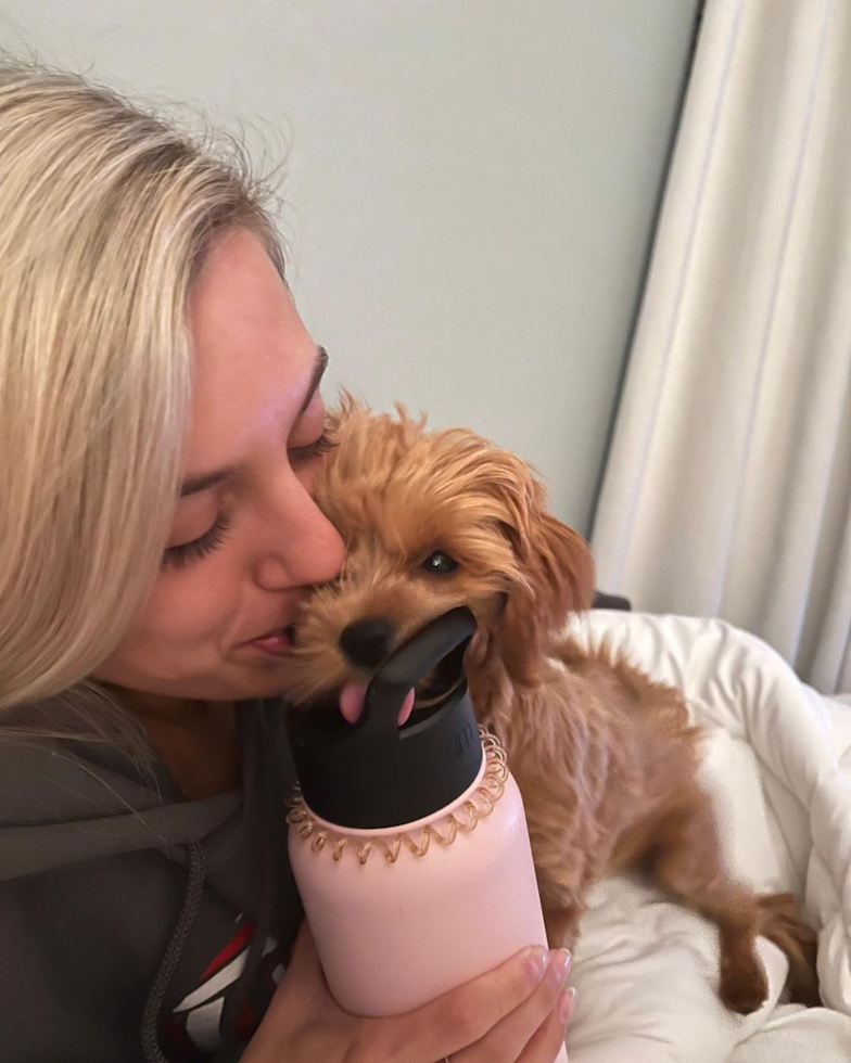 Popular Cavapoo Poodle Mix Pup