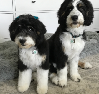Ruthie (and Hudson) Mini Bernedoodle puppy