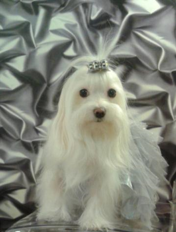 Madison - Maltese Puppy For Sale Premier Pups Madison - Maltese Puppy For Sale Premier Pups