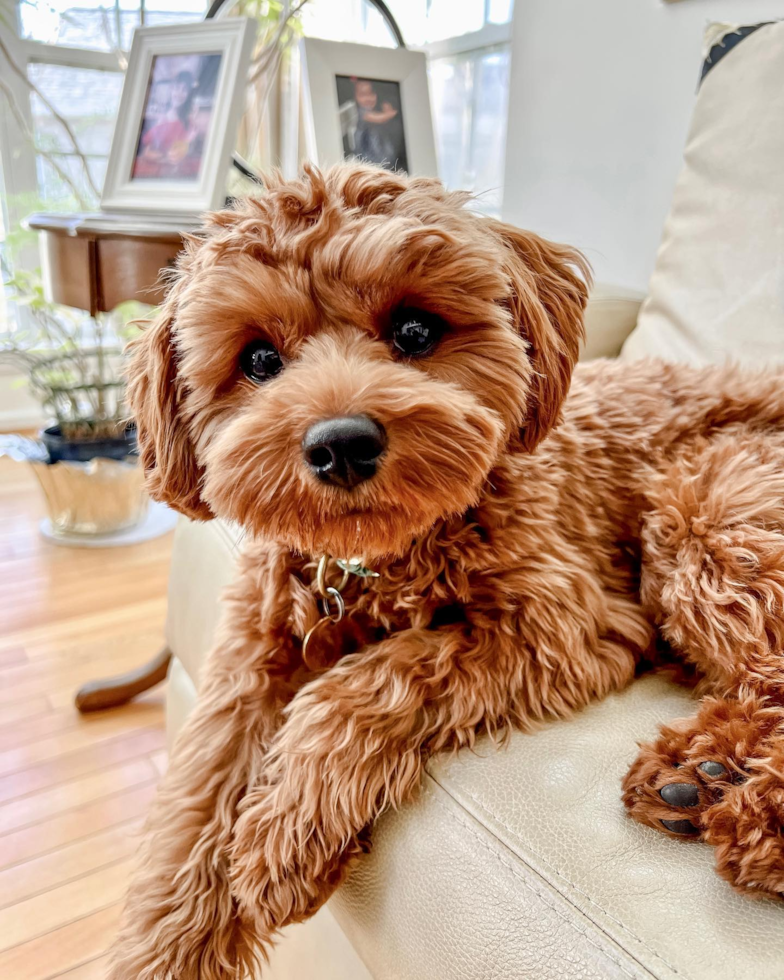 Friendly Cavapoo Pup