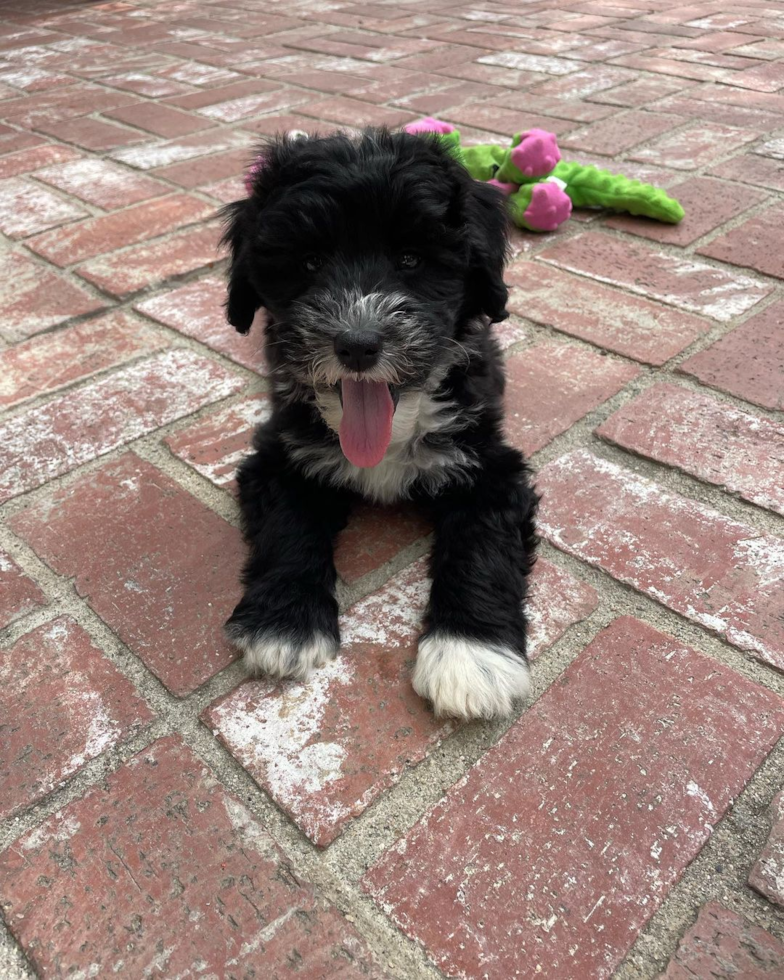 Hypoallergenic Sheep Dog Poodle Mix Pup