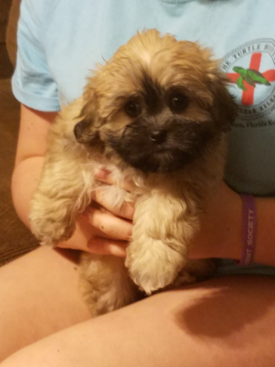 Cute Teddy Bear Pup in Ellington CT