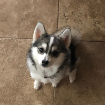 Chloe, a Pomsky puppy from Seattle WA Chloe, a Pomsky puppy from Seattle WA