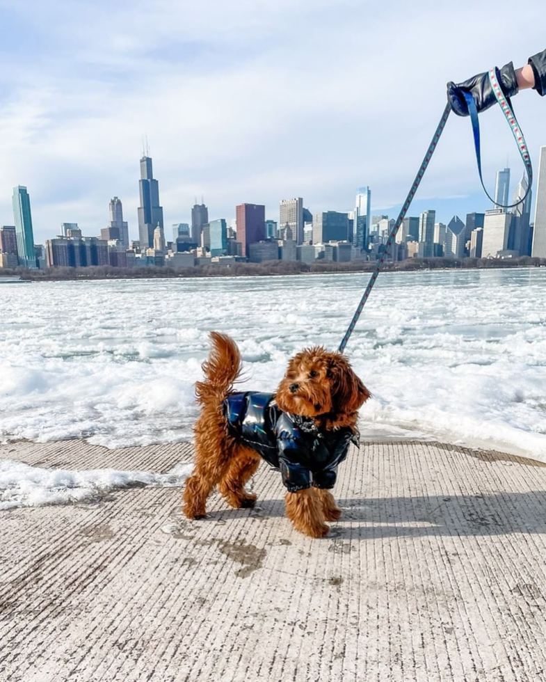 Cute Cavapoo Pup in Chicago IL