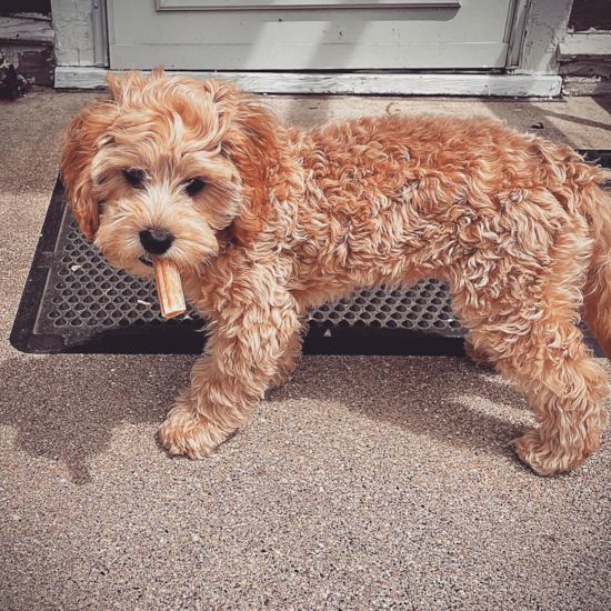 Fluffy Cavapoo Poodle Mix Pup