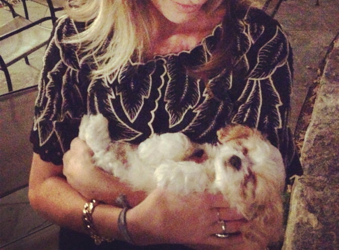 Charlie - Cavachon Puppy For Sale Premier Pups Charlie - Cavachon Puppy For Sale Premier Pups