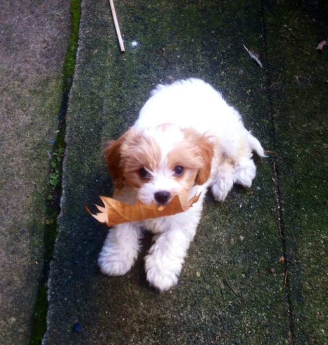 Sugar - Cavachon Puppy For Sale Premier Pups Sugar - Cavachon Puppy For Sale Premier Pups