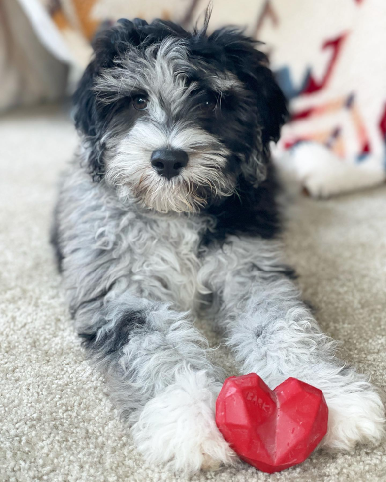 Mini Portidoodle Being Cute