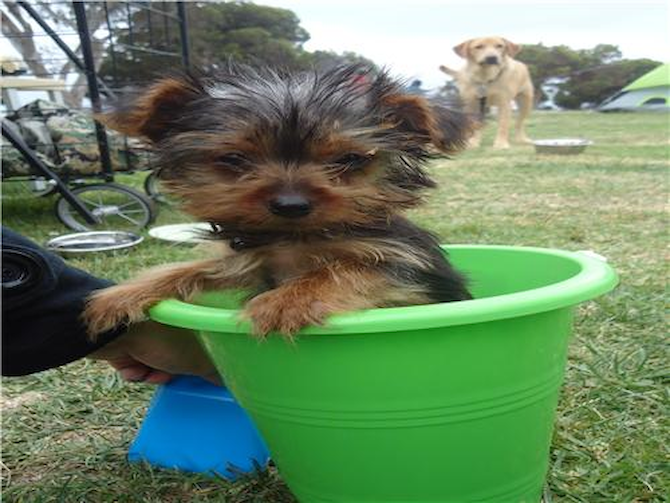 Formerly Becca - Now Kylie - Yorkshire Terrier Puppy For Sale Premier Pups Formerly Becca - Now Kylie - Yorkshire Terrier Puppy For Sale Premier Pups