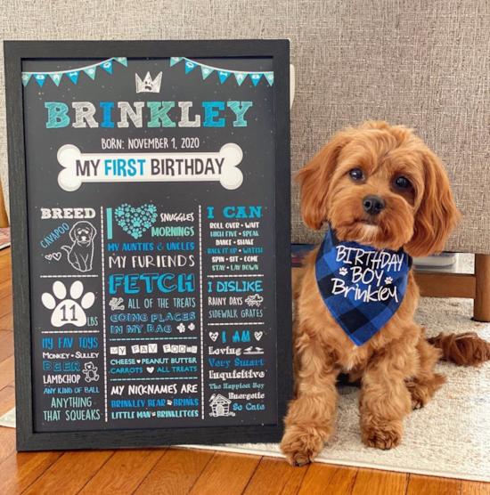 Cute Cavapoo Pup