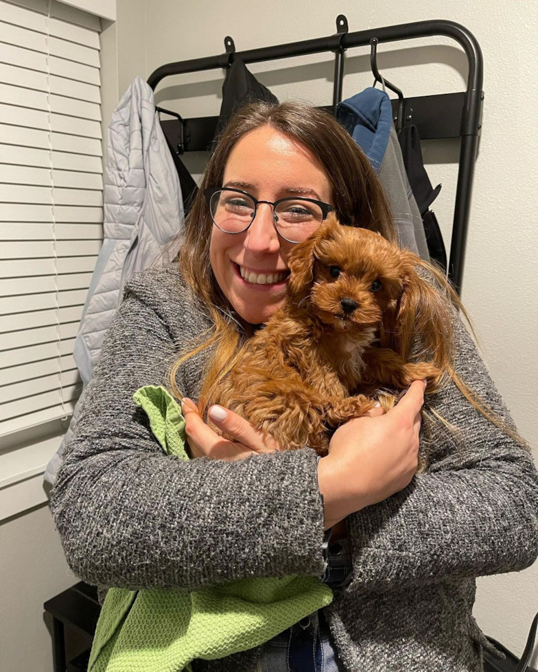 Friendly Cavapoo Pup in Bothell WA