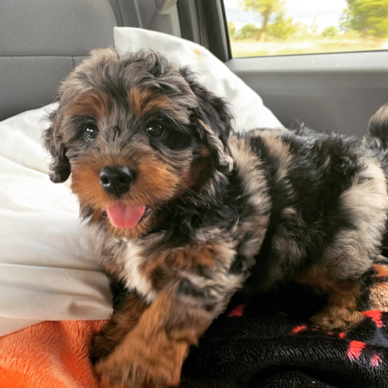 Sweet Mini Bernedoodle Pup in Wayland MI