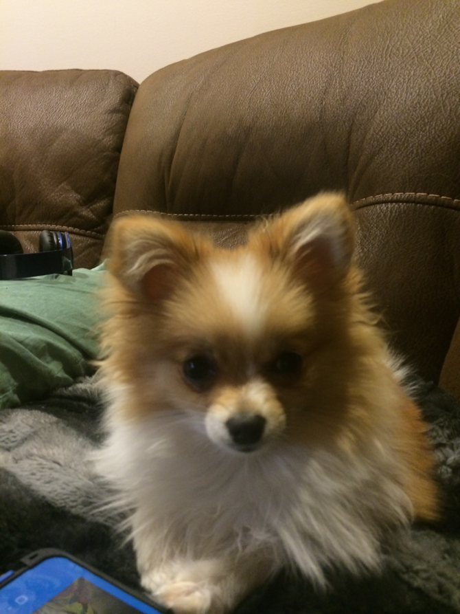 Sally aka miss tiff - Pomeranian Puppy For Sale Premier Pups Sally aka miss tiff - Pomeranian Puppy For Sale Premier Pups
