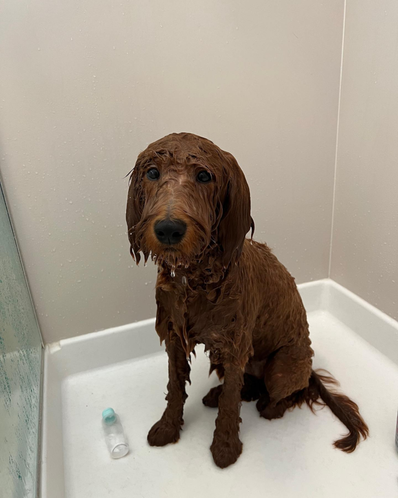 Small Mini Goldendoodle Pup in South San Francisco CA