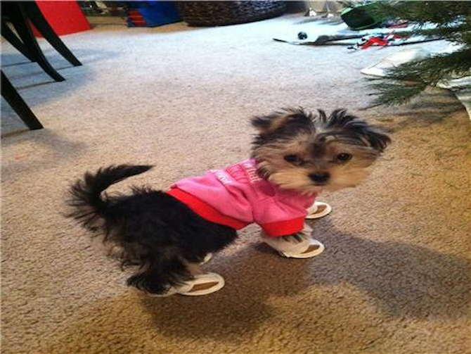 Button - Morkie Puppy For Sale Premier Pups Button - Morkie Puppy For Sale Premier Pups