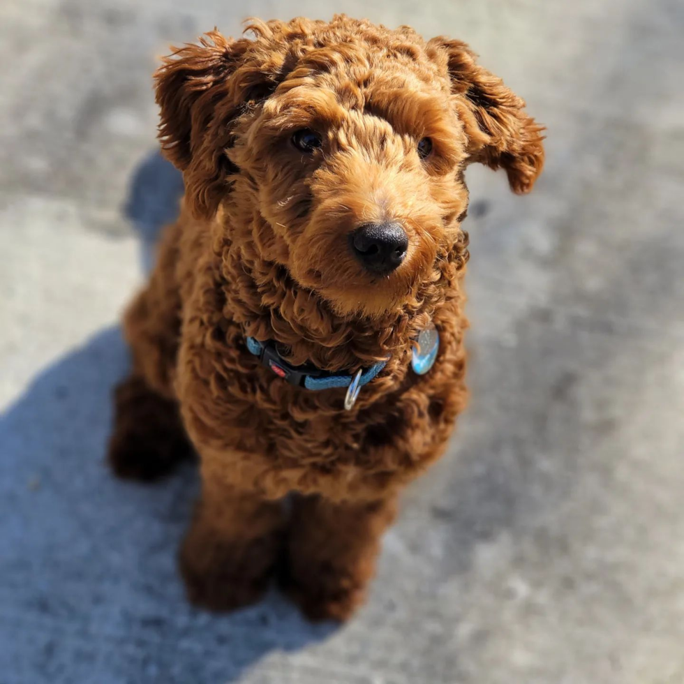 Happy Mini Goldendoodle Pup in Cape May NJ