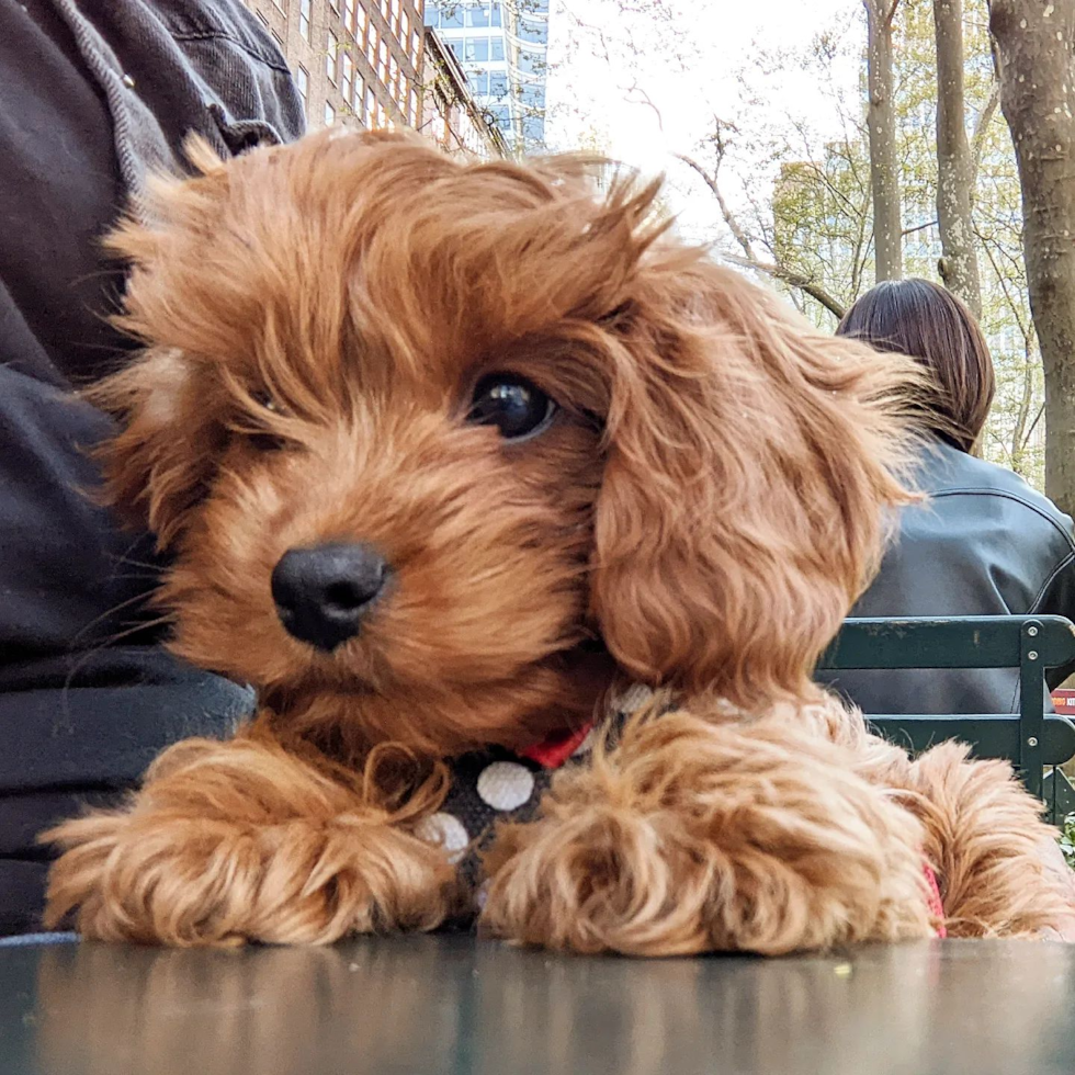 Brooklyn Cavapoo Pup