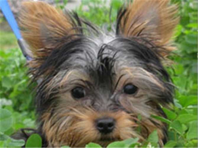 Kaysee - Yorkshire Terrier Puppy For Sale Premier Pups Kaysee - Yorkshire Terrier Puppy For Sale Premier Pups