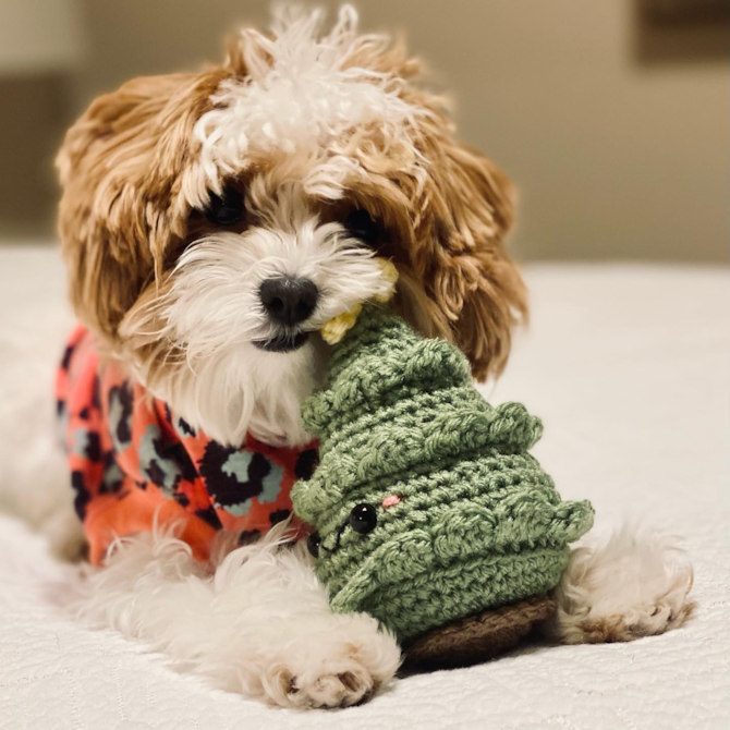 brown and white Maltipoo dog playing with a green plush toy