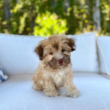 Benji, a Havapoo puppy from Pleasanton CA
