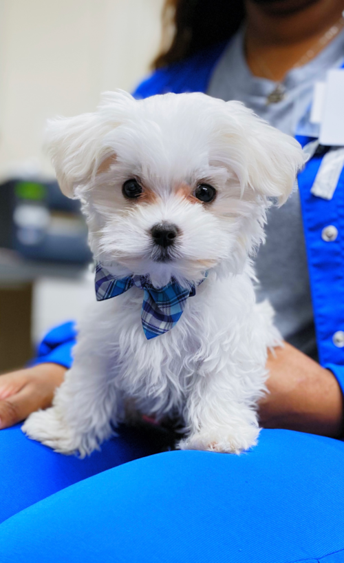 Little Maltese Pup