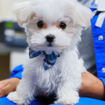 MADDOX, a Maltese puppy from Shreveport  LA