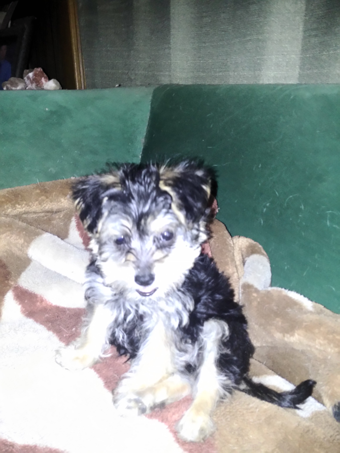 Bentley - Morkie Puppy For Sale Premier Pups Bentley - Morkie Puppy For Sale Premier Pups