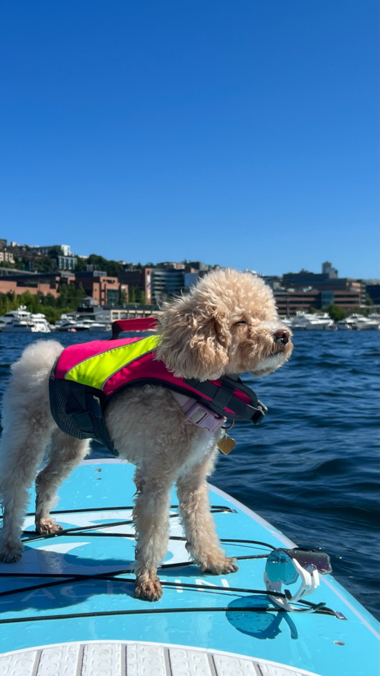 Poochon