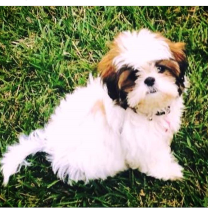 Bijou - Teddy Bear Puppy For Sale Premier Pups Bijou - Teddy Bear Puppy For Sale Premier Pups