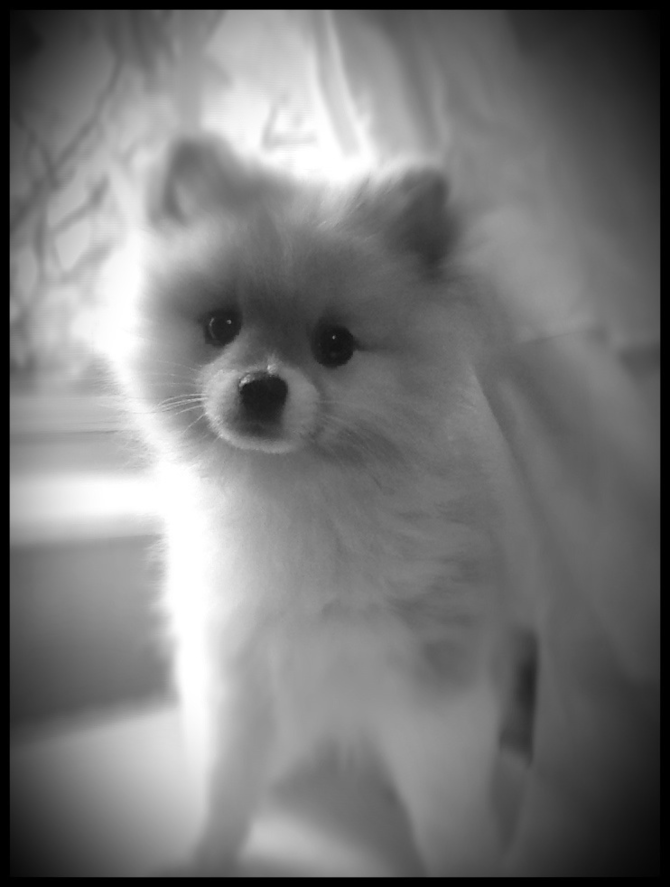 Dom - Pomeranian Puppy For Sale Premier Pups Dom - Pomeranian Puppy For Sale Premier Pups