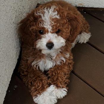 TRULY, a Cavapoo puppy from COLORADO SPRINGS CO