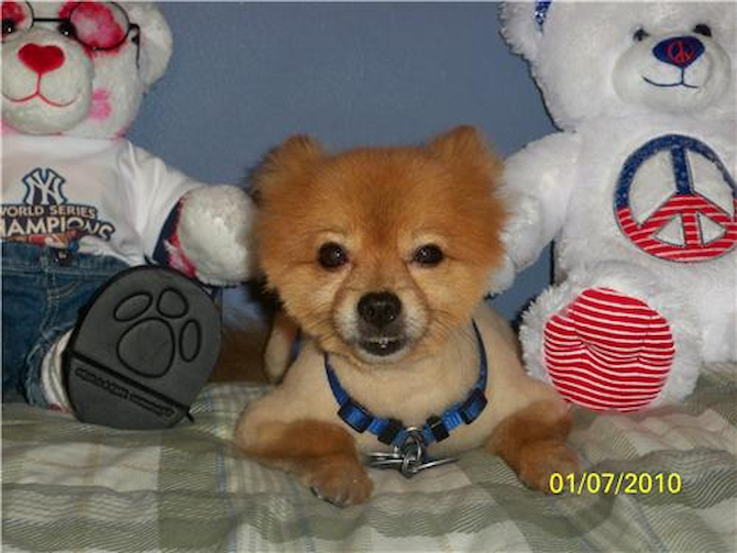 shorty - Pomeranian Puppy For Sale Premier Pups shorty - Pomeranian Puppy For Sale Premier Pups