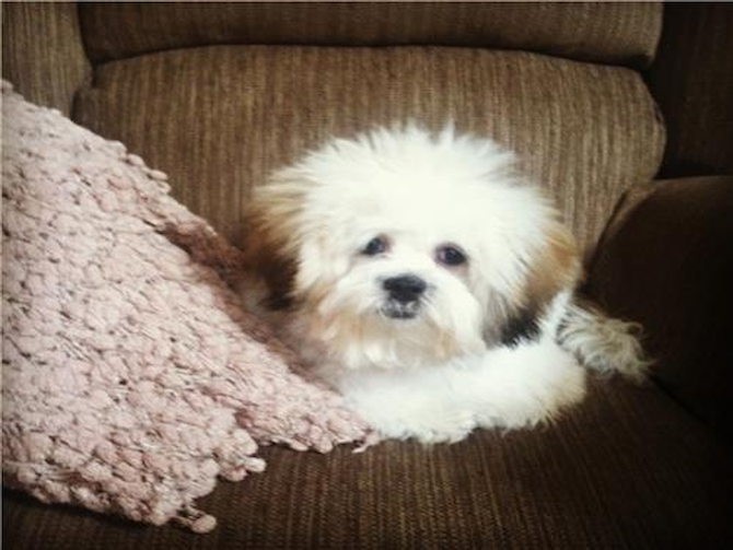 Spencer - Teddy Bear Puppy For Sale Premier Pups Spencer - Teddy Bear Puppy For Sale Premier Pups